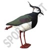 LAPWING with legs