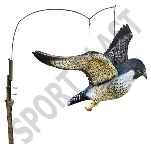 Falco Pellegrino in volo
