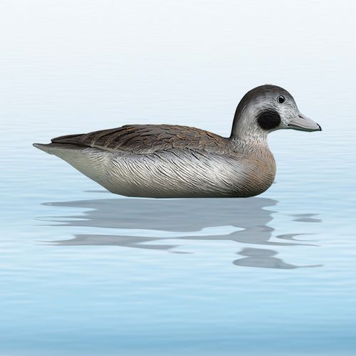 LONG TAILED DUCK h.