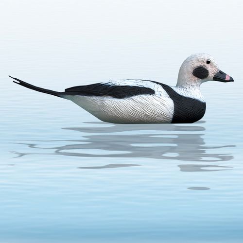 LONG TAILED DUCK d.