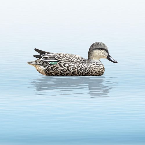 GREEN WING TEAL h.