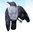 Dead Hooded Crow